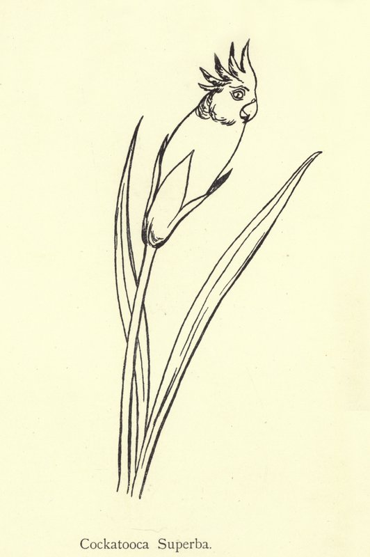 Kakadue Superba af Edward Lear