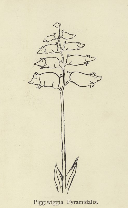 Piggiwiggia pyramidalis af Edward Lear