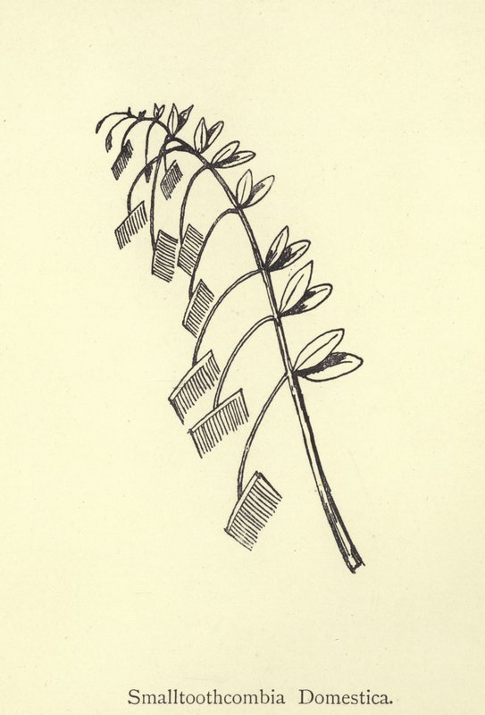 Smalltoothcombia Domestica af Edward Lear