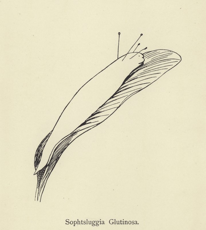 Sophtsluggia Glutinosa af Edward Lear