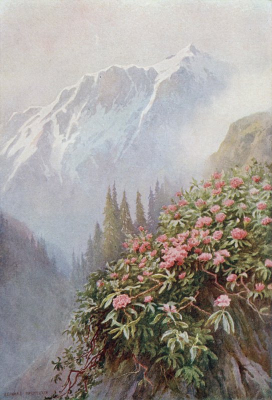 Wild Rhododendrons af Edward Mary Joseph Molyneux