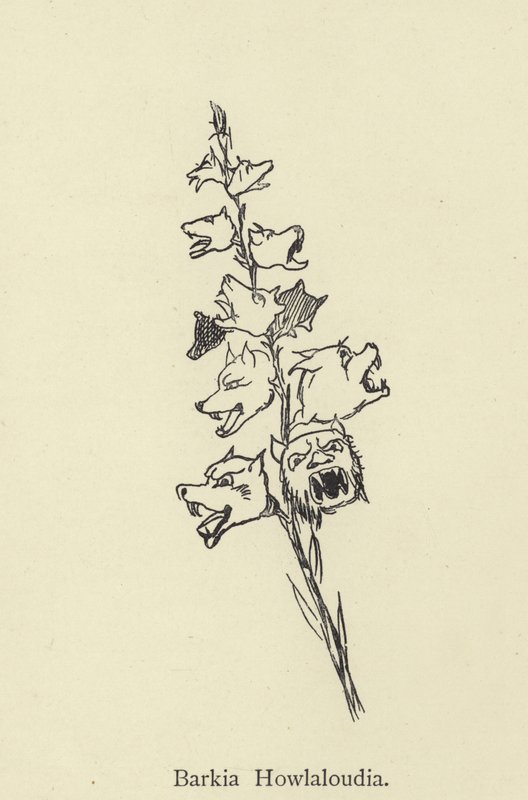 Barkia Howlaloudia af Edward Lear