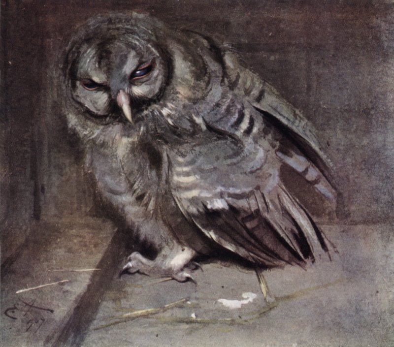 Ung brun ugle af Edwin John Alexander