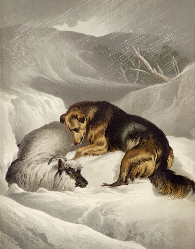Fåreredning af Edwin after Landseer