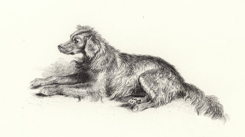 En setterhund af Edwin Landseer