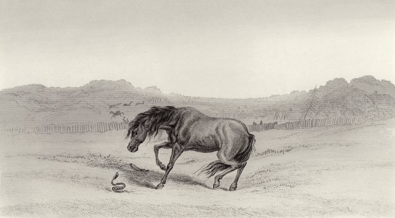 Forskrækket! af Edwin Landseer