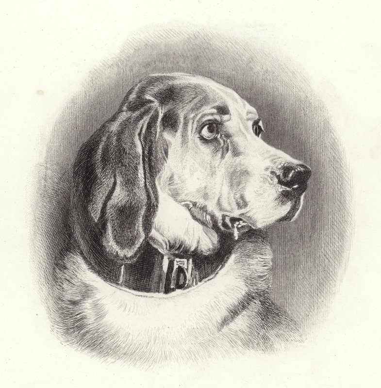 Blodhunden af Edwin Landseer