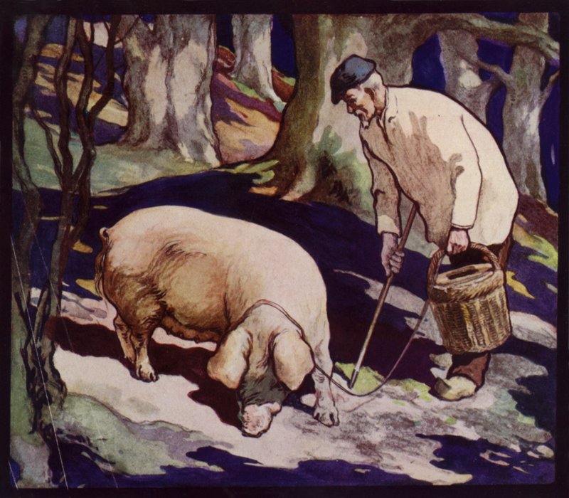 En fransk trøffeljagtsvin (farve litho) af Edwin Noble