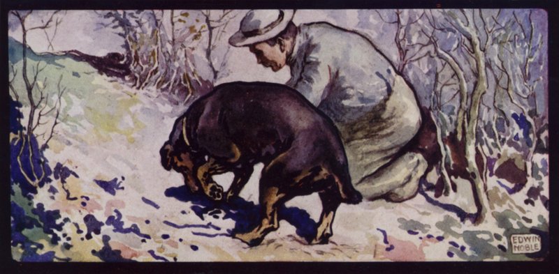 En engelsk trøffeljagthund (farve litho) af Edwin Noble