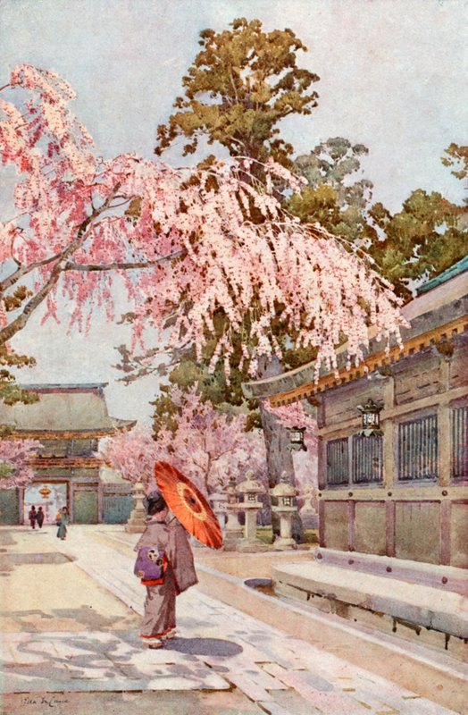 The Drooping Cherry (farve litho) af Ella Du Cane