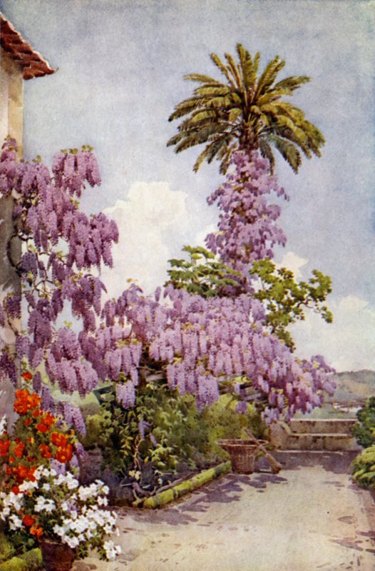 Wistaria, Quinta da Levada (Color Litho) af Ella Du Cane