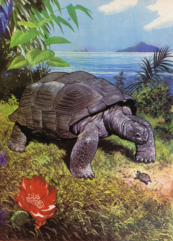 Kæmpeskildpadde på Galapagos-øerne af English School