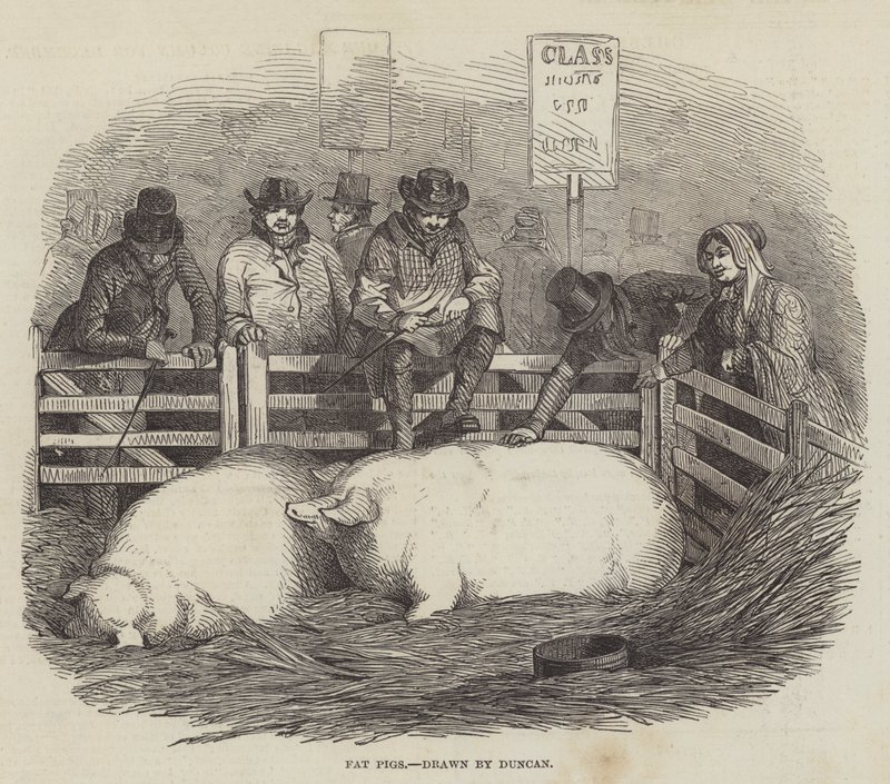 Smithfield Club Cattle Show af English School