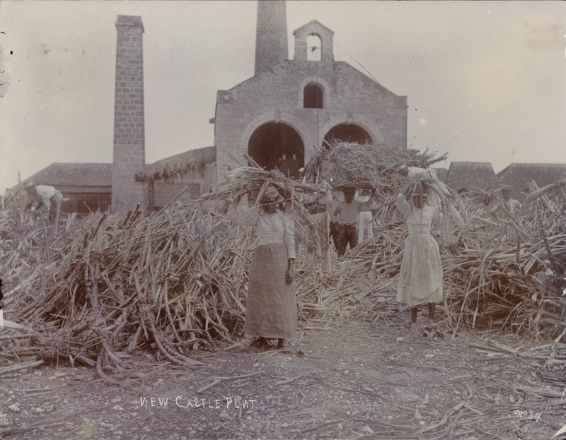 Newcastle Plantation, 1880 af English Photographer