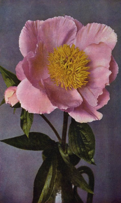 Paeony, Kelway