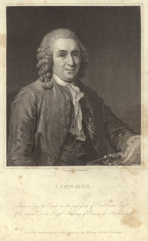 Portræt af Carl Linnaeus af English Photographer