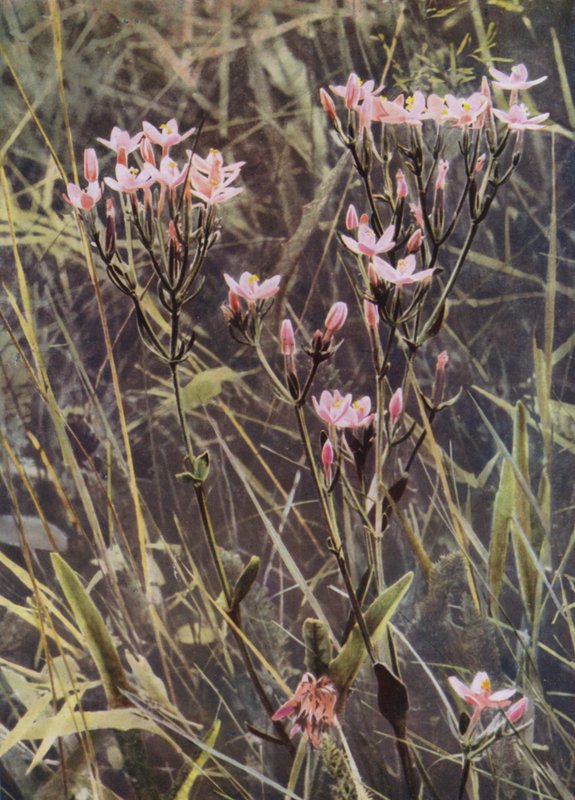 Red Centaury (billede) af English Photographer