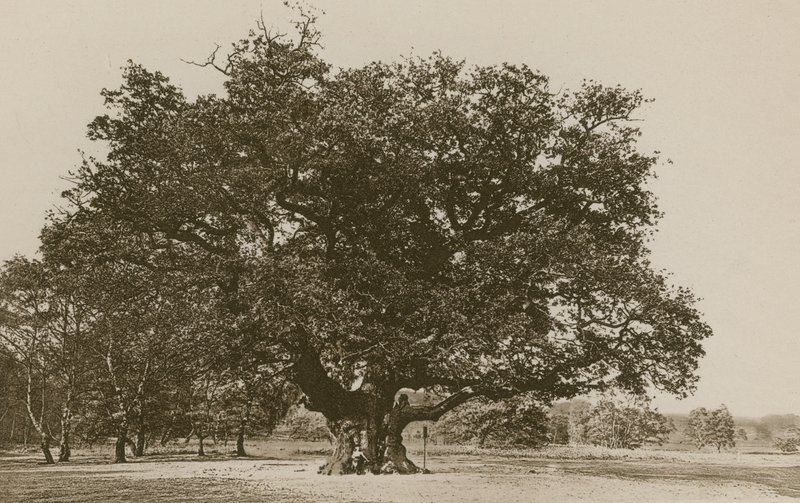 The Major Oak, Sherwood Forest af English Photographer