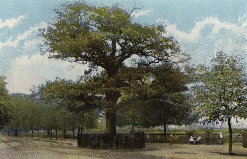 Midland Oak, Leamington af English Photographer