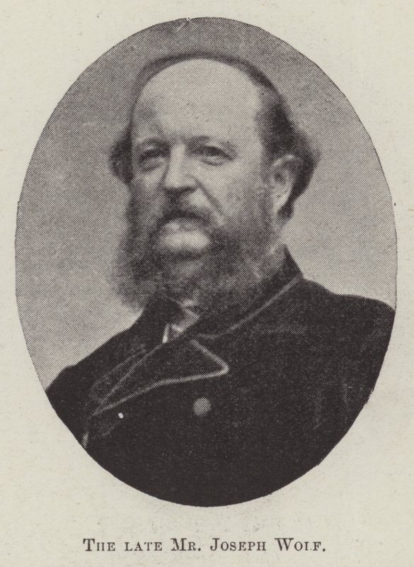 Den afdøde hr. Joseph Wolf af English Photographer
