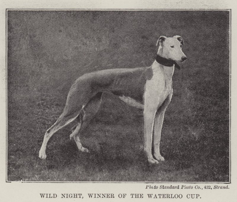 Wild Night, vinder af Waterloo Cup af English Photographer