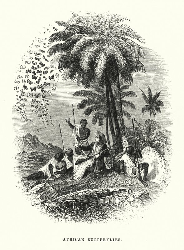 Afrikanske sommerfugle (gravering) af English School