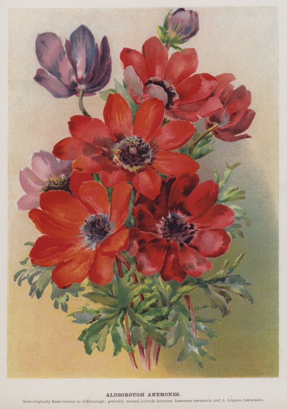 Aldborough Anemoner af English School