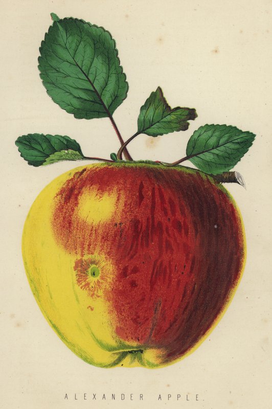Alexander Apple af English School