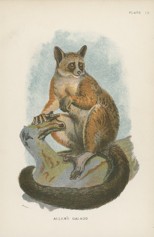 Allens Galago af English School