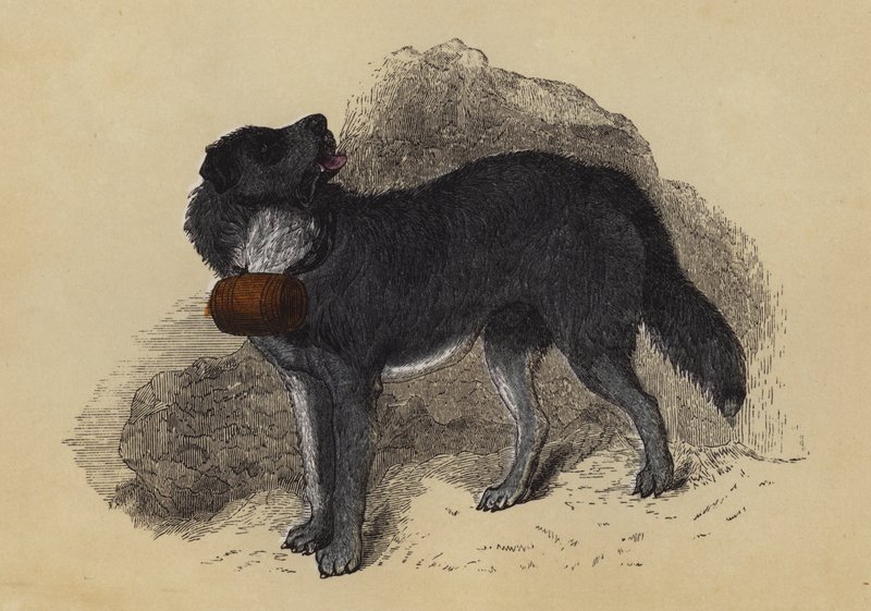 Alpine Mastiff (farvelitografi) af English School