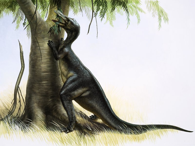 Anatosaurus af English School