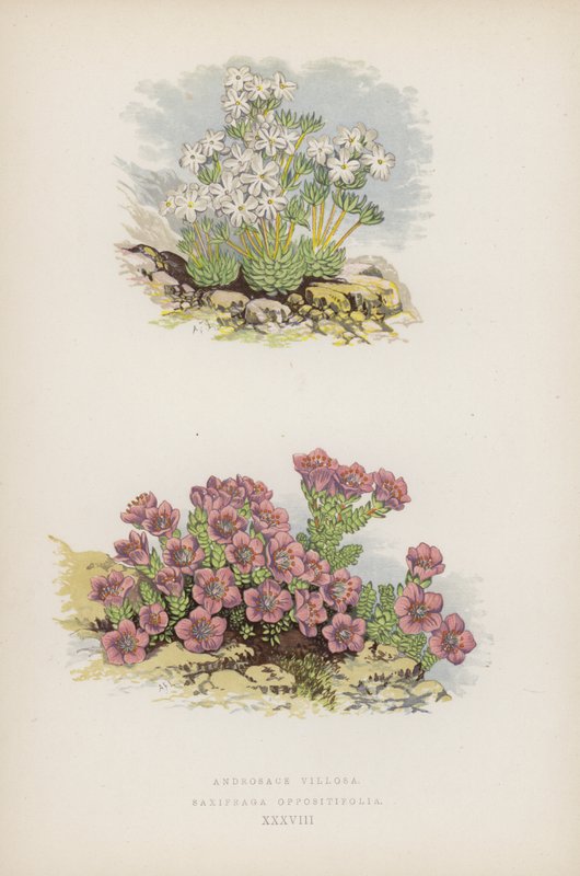 Androsace Villosa; Saxifraga Oppositefolia (farve litho) af English School