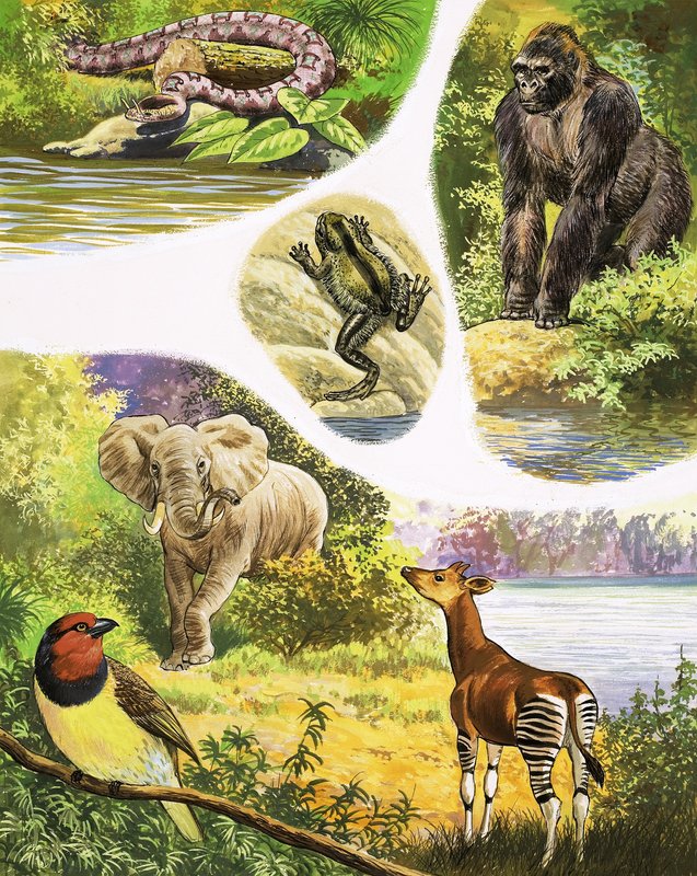 Dyr du måske finder i Congo af English School