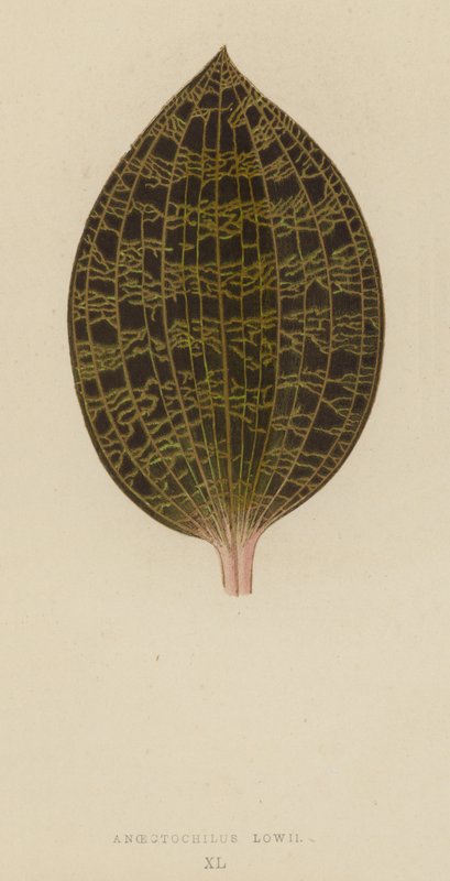 Anoectochilus Lowii af English School