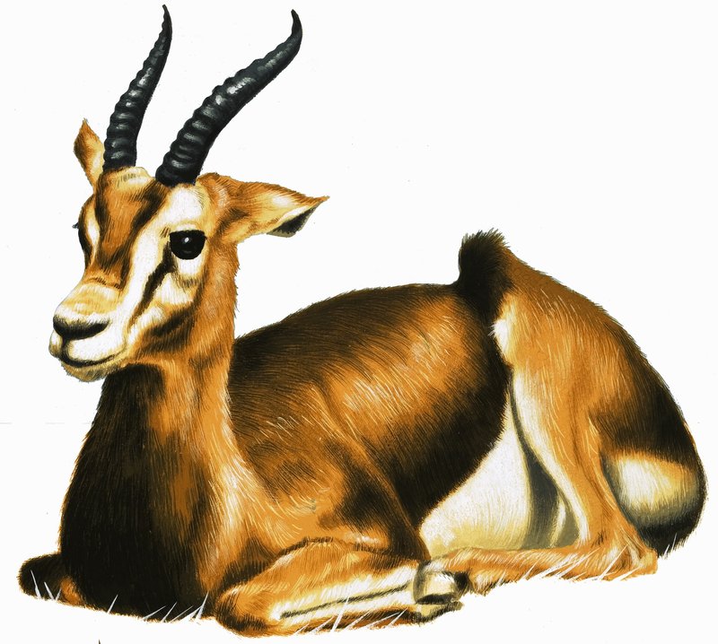 Antilope af English School