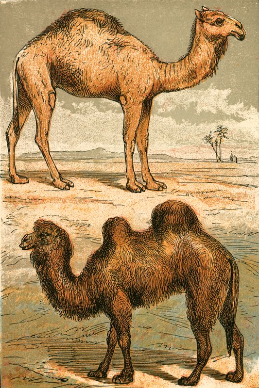 Arabisk kamel og baktrisk kamel af English School