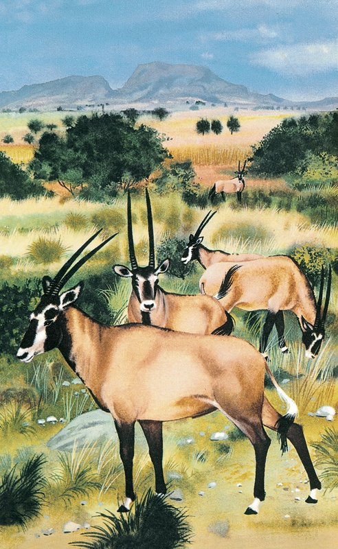 Arabisk oryx af English School