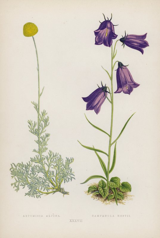 Artemisia Alpina; Campanula Hostii (farvelitografi) af English School