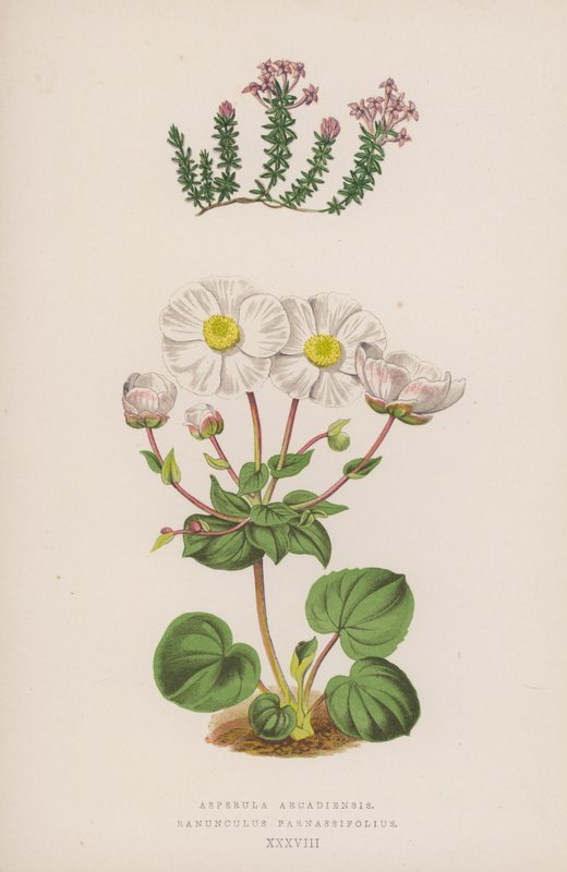 Asperula Arcadiensis; Ranunculus Parnassifolius (farvelitografi) af English School