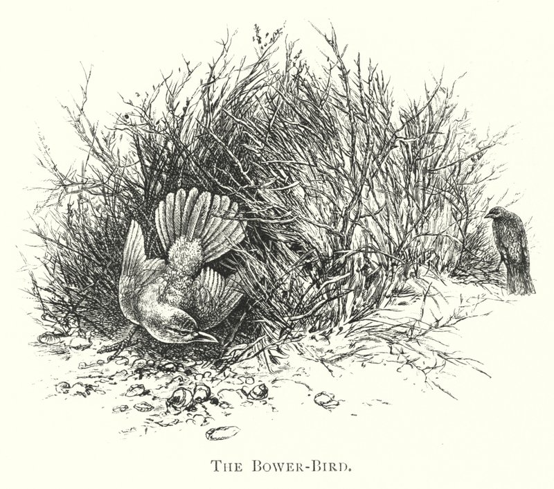 Australien: The Bower-Bird (gravering) af English School