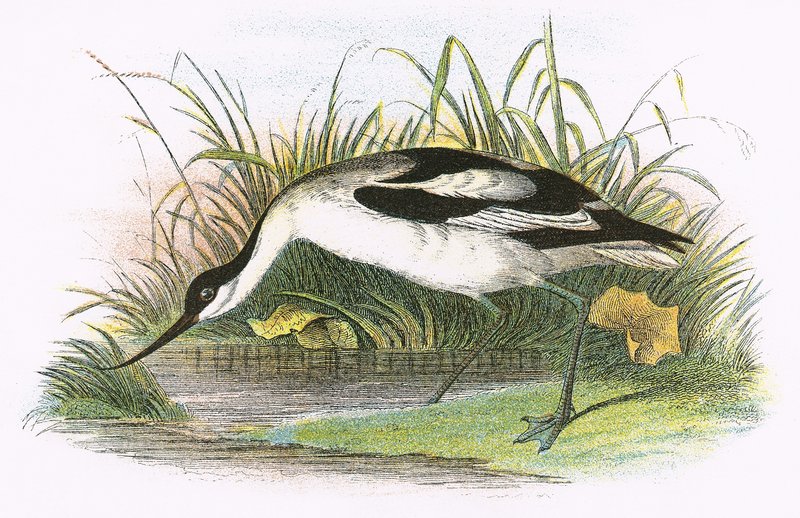 Avocet af English School