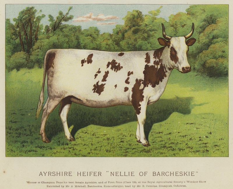 Ayrshire kvie "Nellie of Barcheskie" (farve litho) af English School