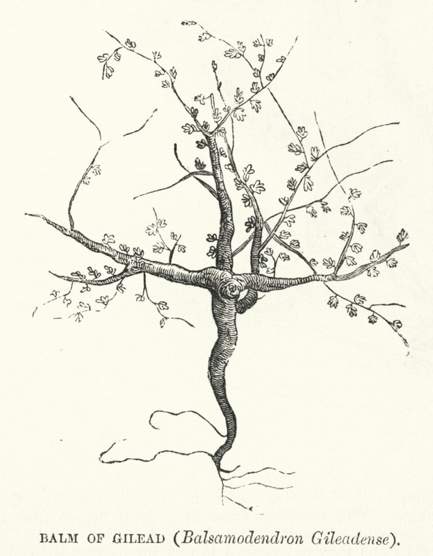 Balsam of Gilead, Balsamodendron Gileadense (gravering) af English School