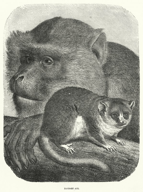 Barbary Ape (gravering) af English School