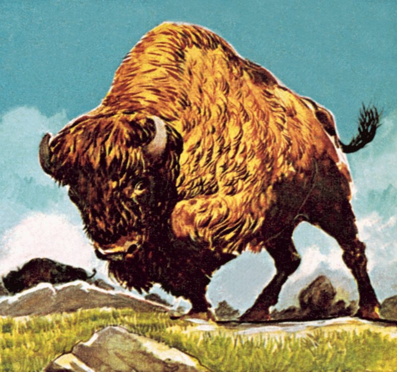 Bison af English School