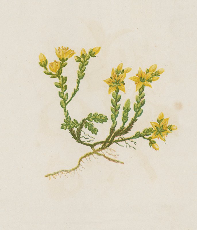 Bidende stenurt, Sedum Acre (farvelitografi) af English School