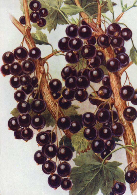 Solbær "Daniels