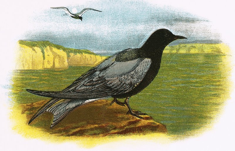 Sort Tern af English School