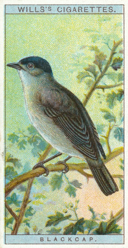 Blackcap af English School