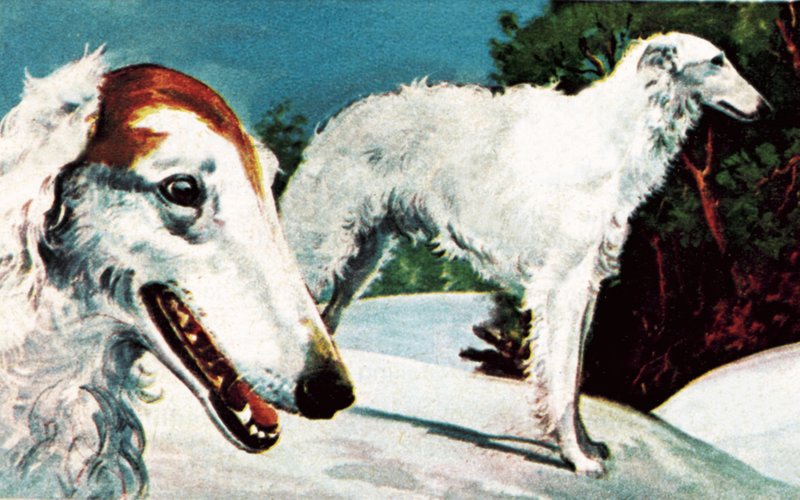 Borzoi af English School